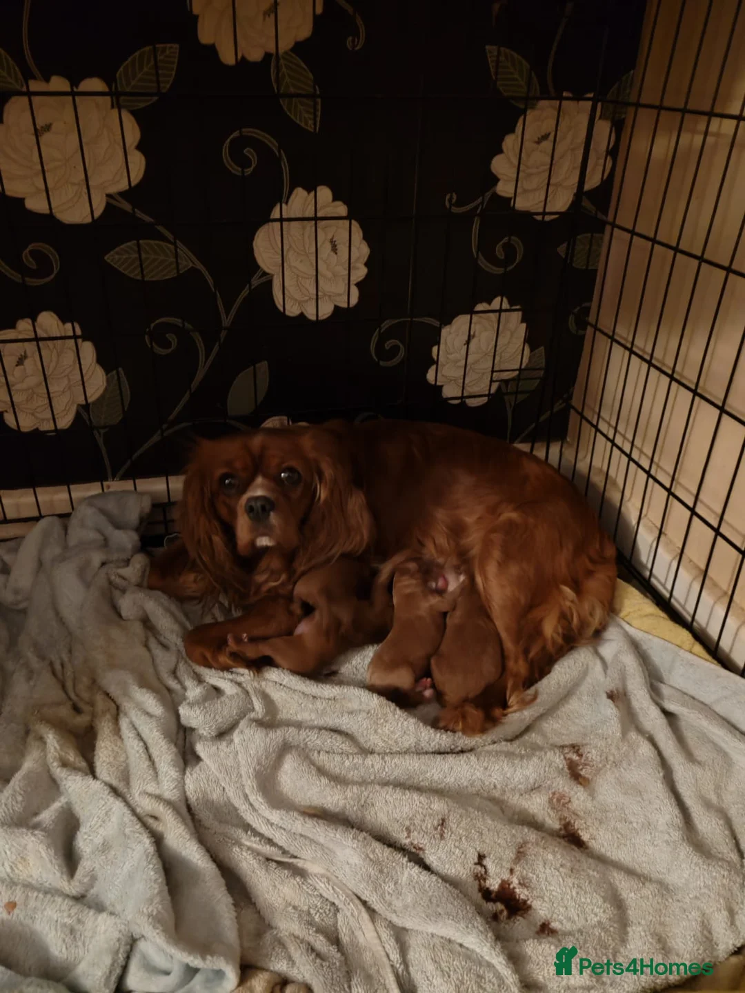 Cavapoo dogs for sale: Adorable F1 Cavapoo Puppies for Sale - Advert 17