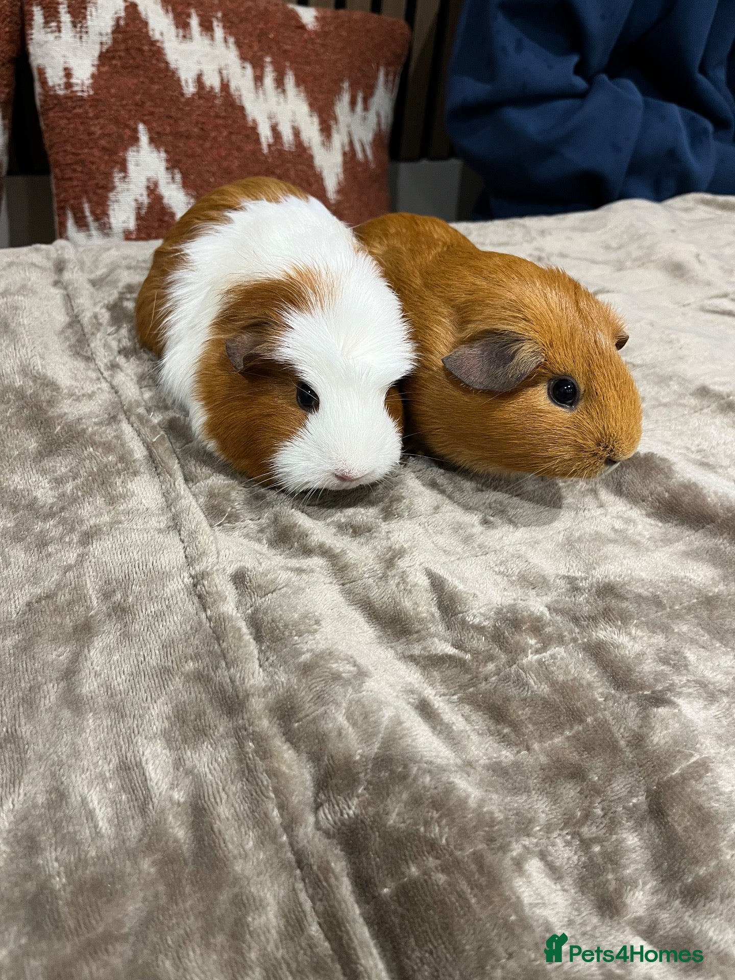 Guinea Pig rodents for sale: 2 female guinea pigs - Advert 2