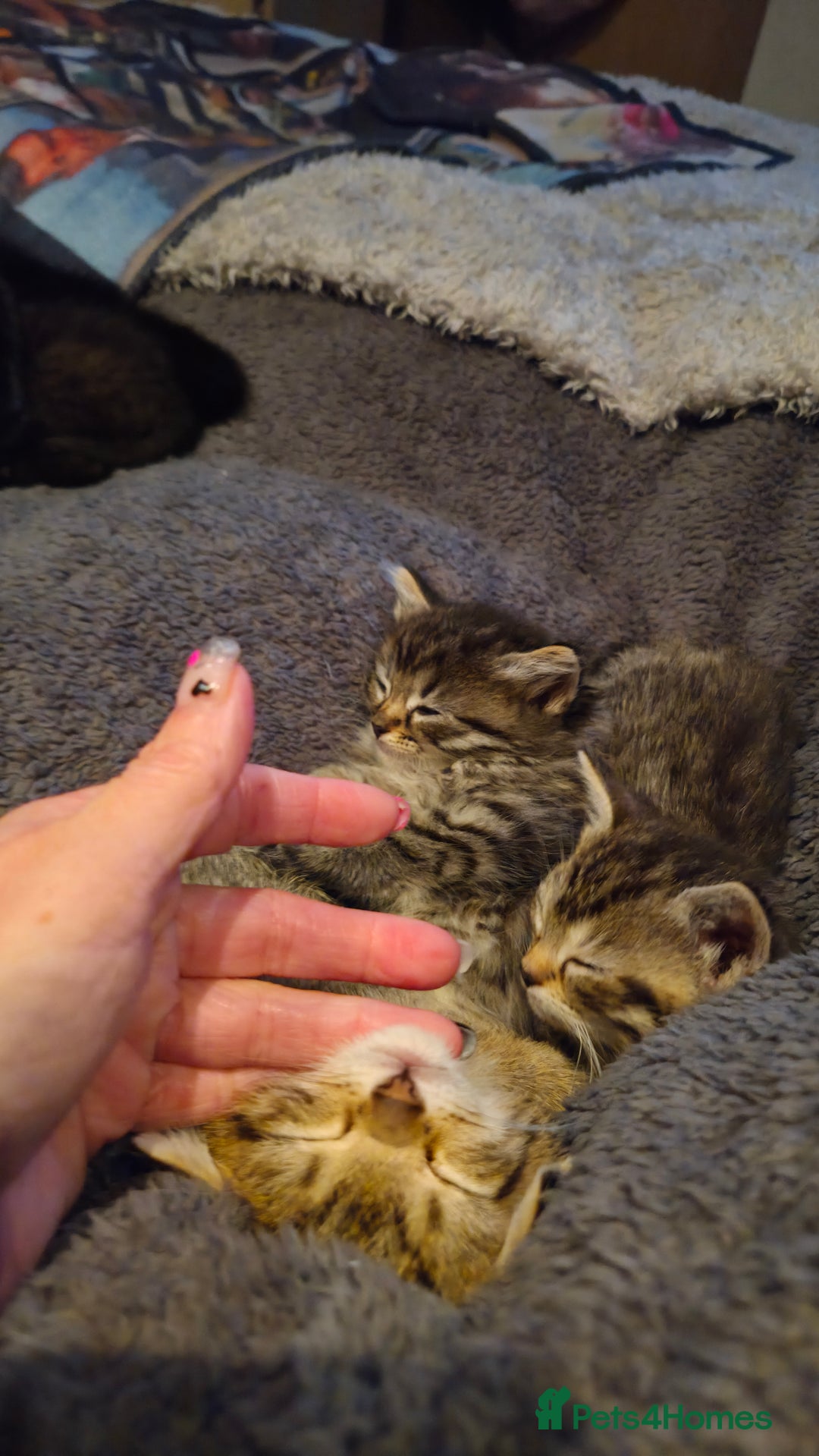 Ragdoll cats for sale: Mixed ragdoll kittens - Advert 1