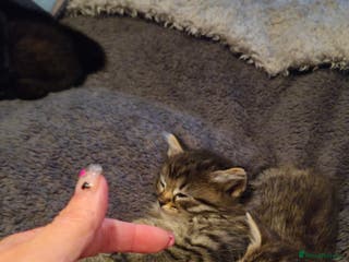 Ragdoll cats Mixed ragdoll kittens - Advert 3