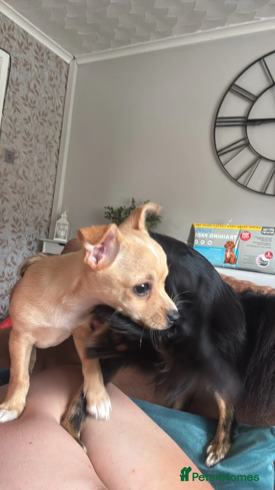 Chihuahua dogs for sale: 17 week old Girl Chihuahua  in Stoke-on-Trent - Advert 2