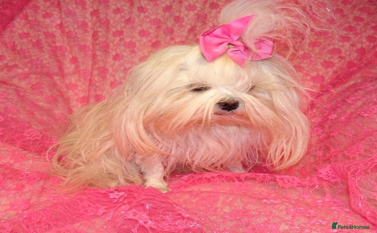 Maltese dogs - Advert 1