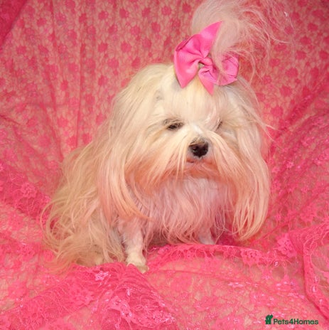 Maltese dogs - Advert 2