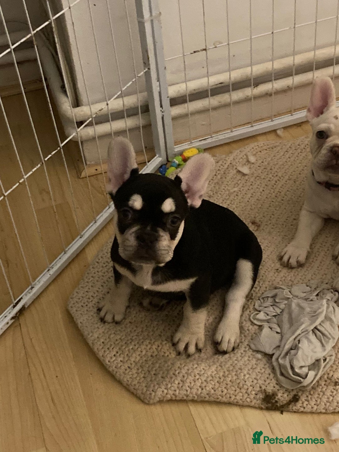 French Bulldog dogs for sale: 5 beautiful French bulldog puppies  - Advert 10
