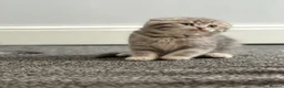 Scottish Fold cats for sale: Scottish Folds/ Straights available  - Advert 2