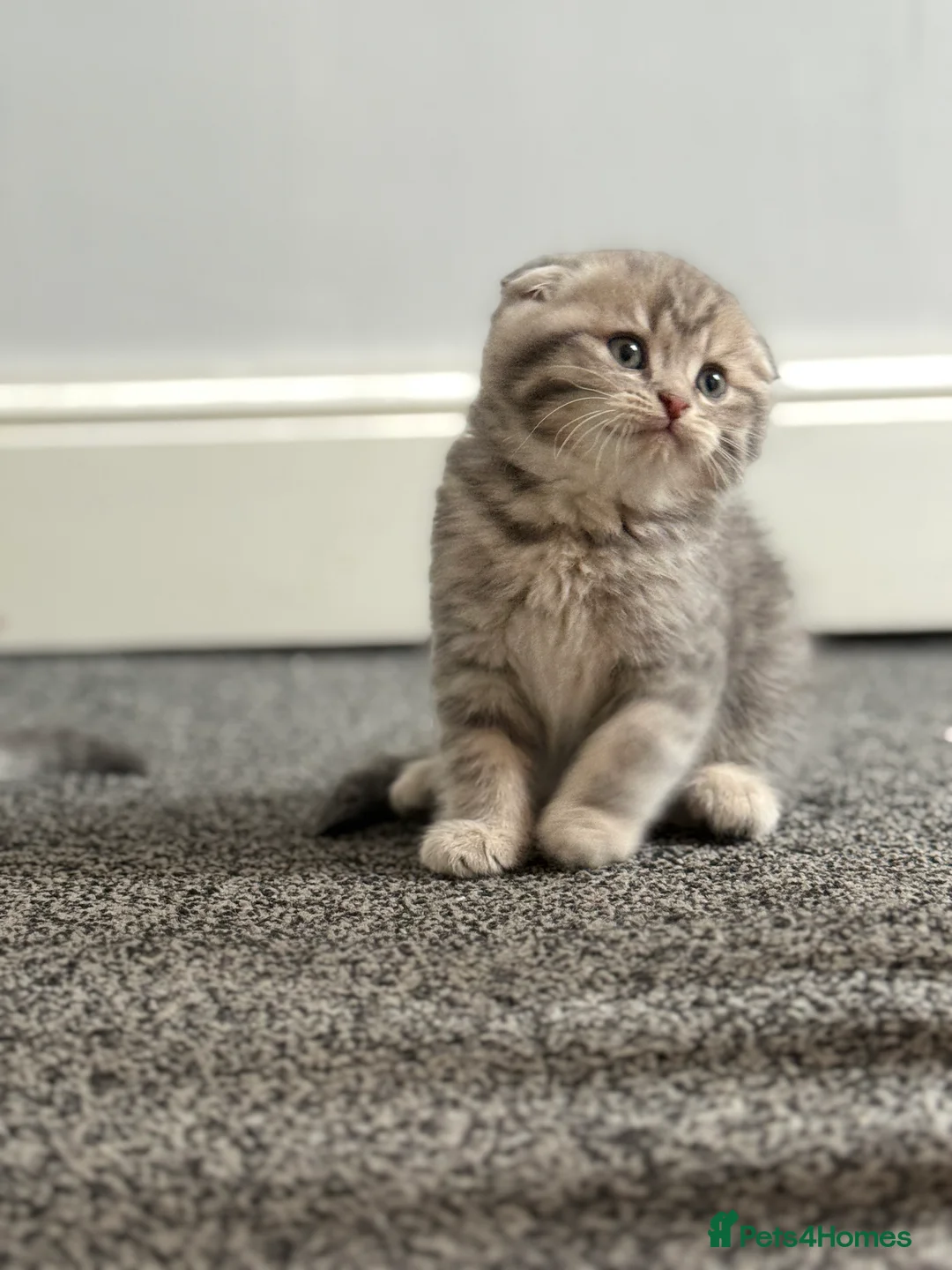 Scottish Fold cats for sale: Scottish Folds/ Straights available  - Advert 2
