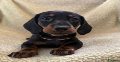 Dachshund dogs - Advert 1