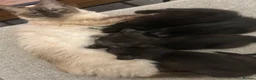 Scottish Fold cats for sale: Ragdoll x Scottish Fold - litter of 4!  - Advert 15