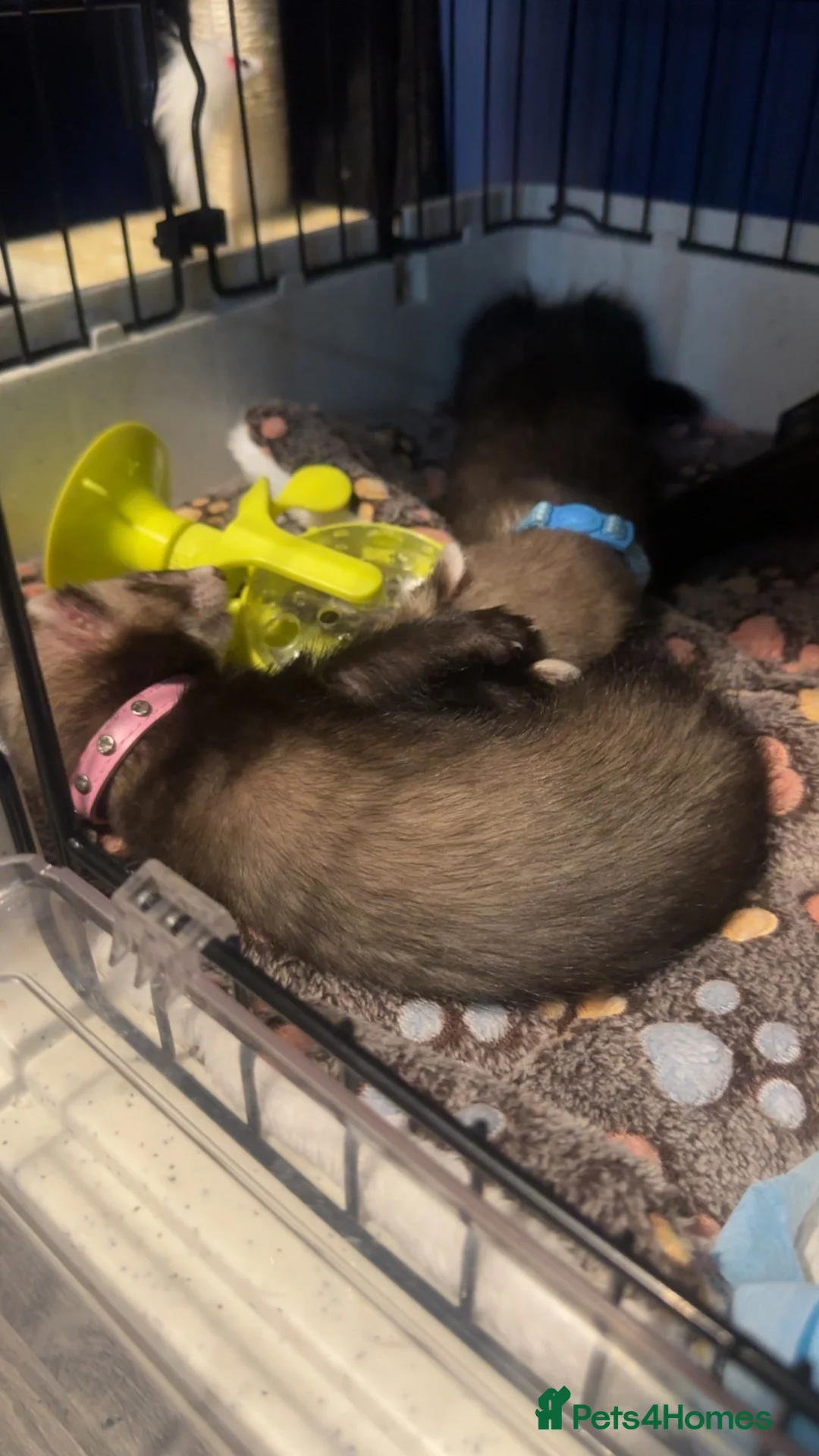Ferret rodents for sale: 2 ferret for sale in Batley - Advert 3