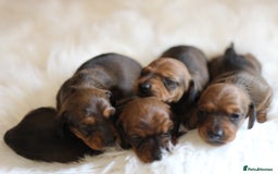 Miniature Dachshund dogs for sale: Champion Sired Show Quality Shaded Red Boys  - Image 7