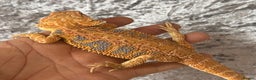 Bearded Dragon reptiles for sale: Hypo Yellow Blue Bar Bearded Dragons - Advert 4