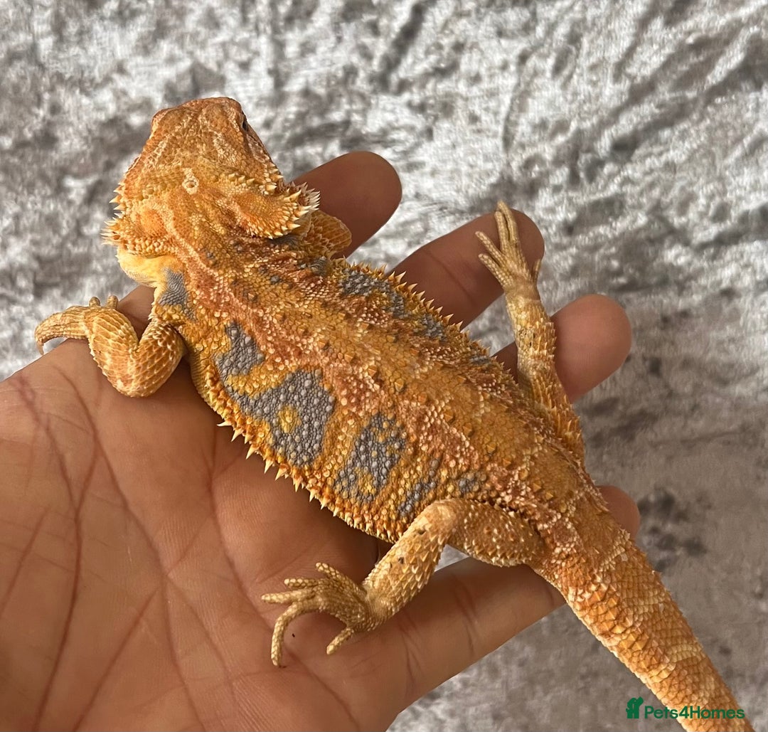 Bearded Dragon reptiles for sale: Hypo Yellow Blue Bar Bearded Dragons - Advert 4