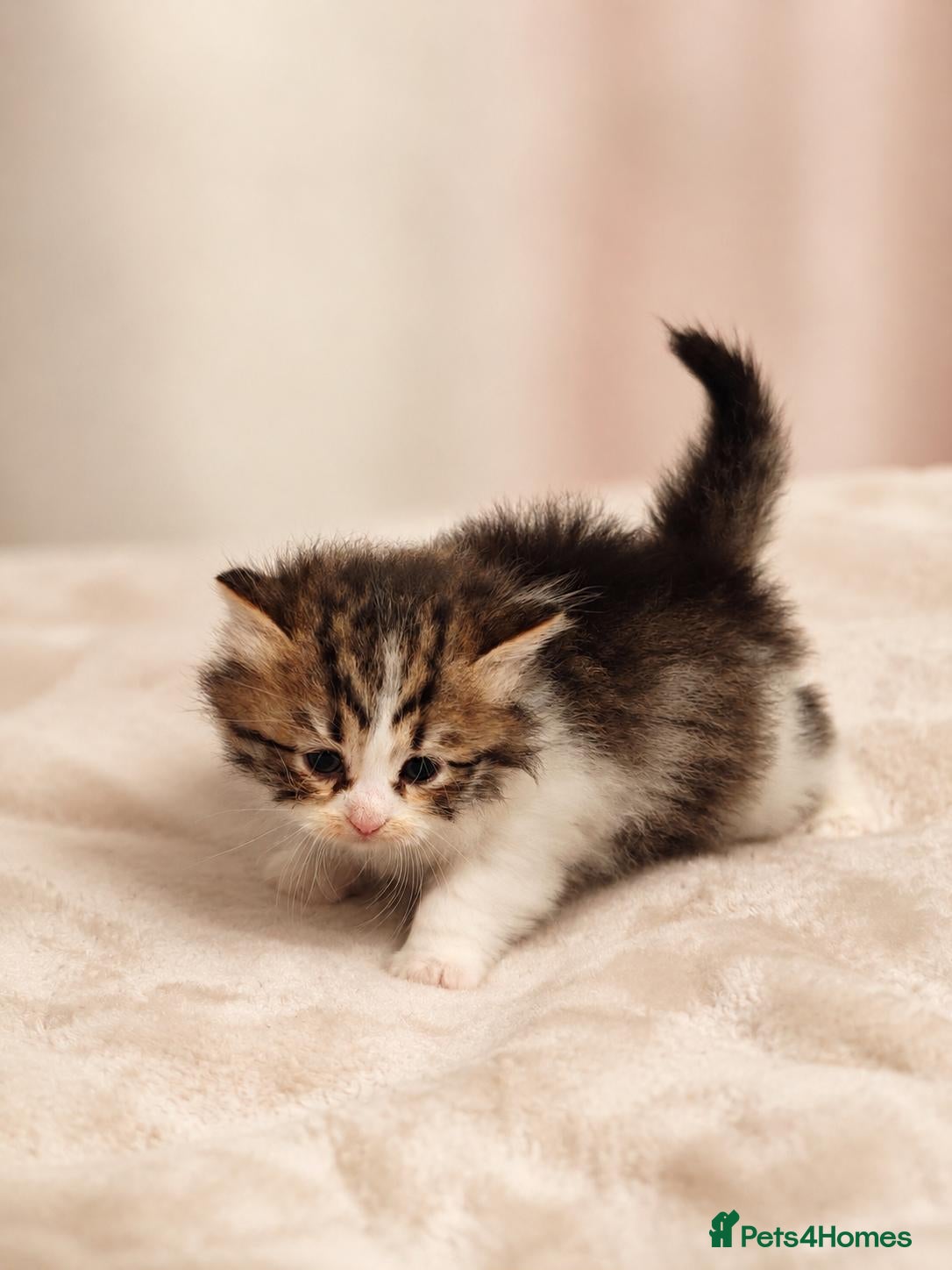 Siberian cats TICA Registered Pedigree Siberian kittens - Advert 2