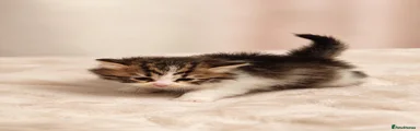 Siberian 1-Dora 