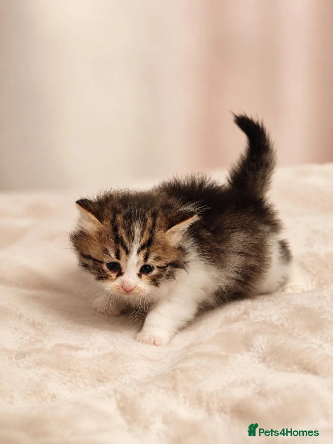 Siberian cats for sale: TICA Registered Pedigree Siberian kittens - Advert 2