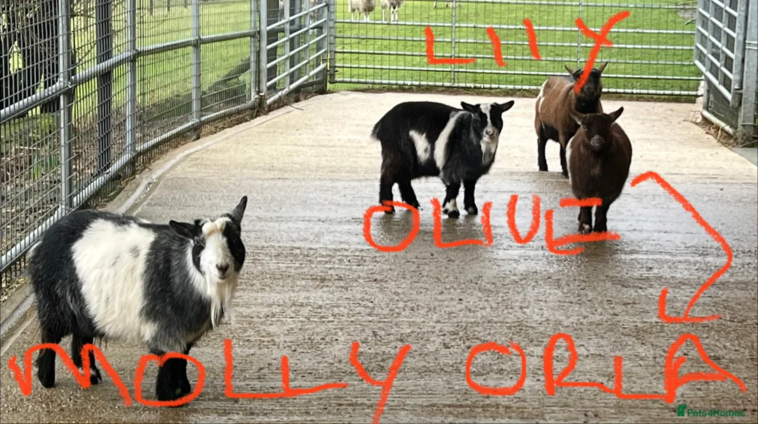 Goats livestock for sale: Pygmy goats, disbudded nanny’s  - Advert 6