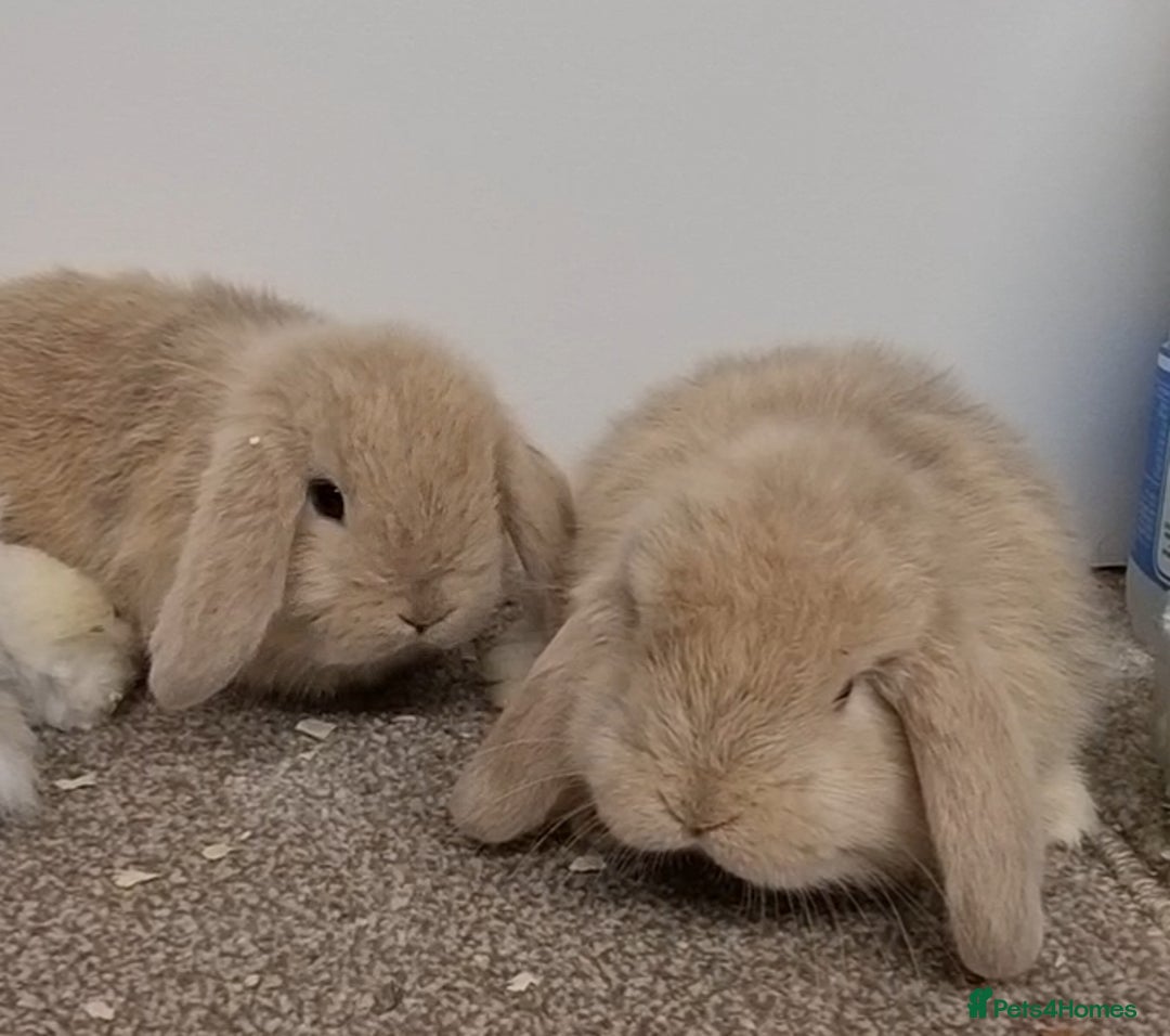 Mini Lop rabbits for sale: *Gorgeous baby mini lops, boys and girls* - Advert 2
