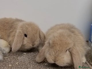Mini Lop rabbits *Gorgeous baby mini lops, boys and girls* - Advert 4