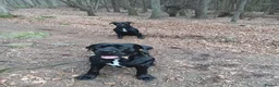 Mixed Breed dogs for sale: Cane Corso - Advert 14