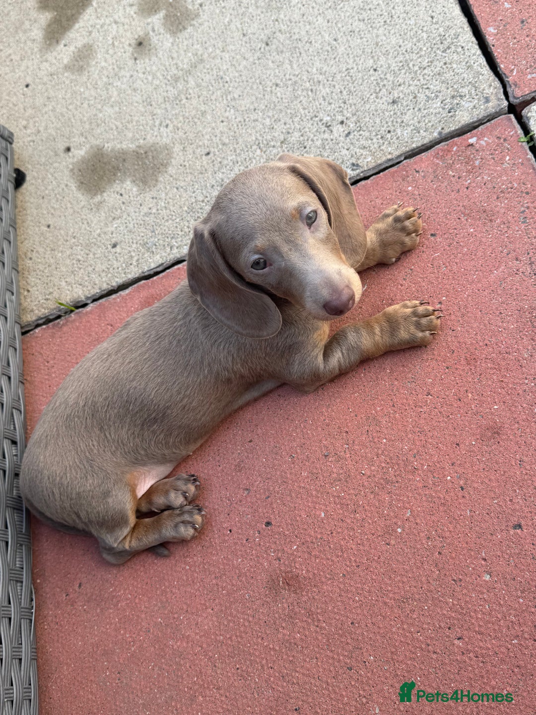 Miniature Dachshund dogs for sale: Miniature dachshund puppy. Read description  - Image 1