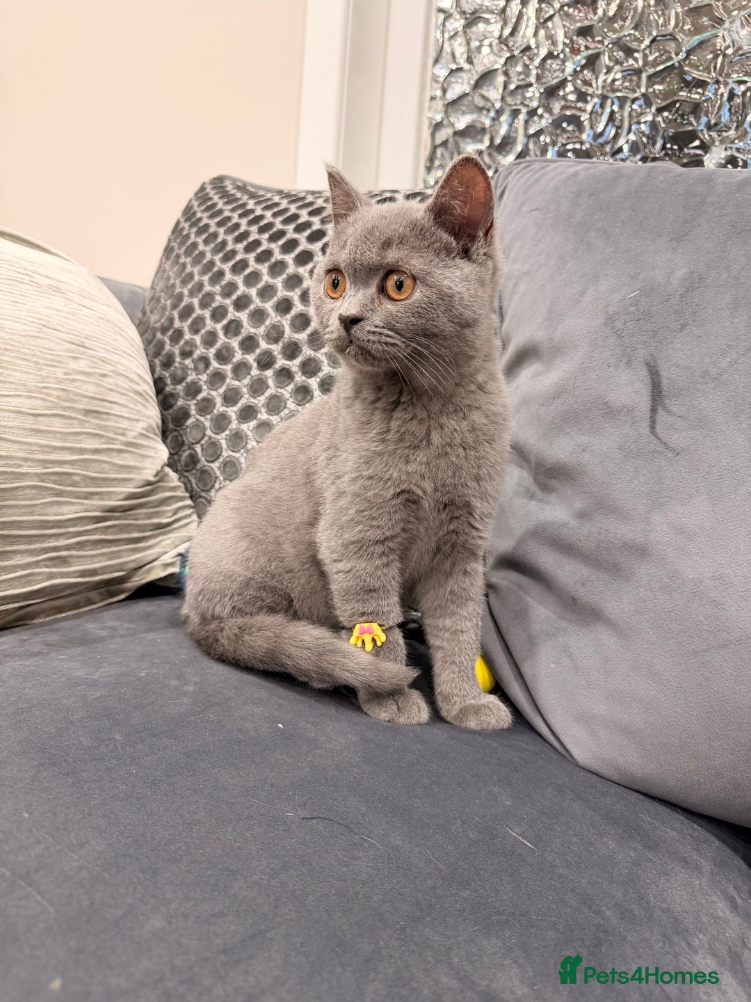 British Shorthair cats for sale: British Shorthair kittens and Mum for sale - Image 14