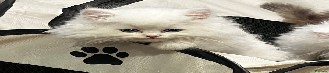 Persian Kitten 3