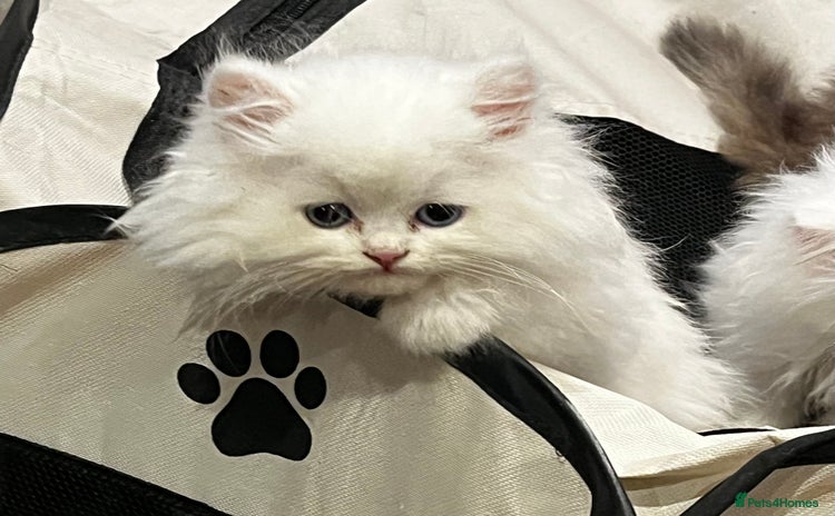 Persian cats - Advert 2