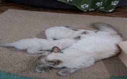 Ragdoll cats for sale: Beautiful gccf registered kittens - Image 20