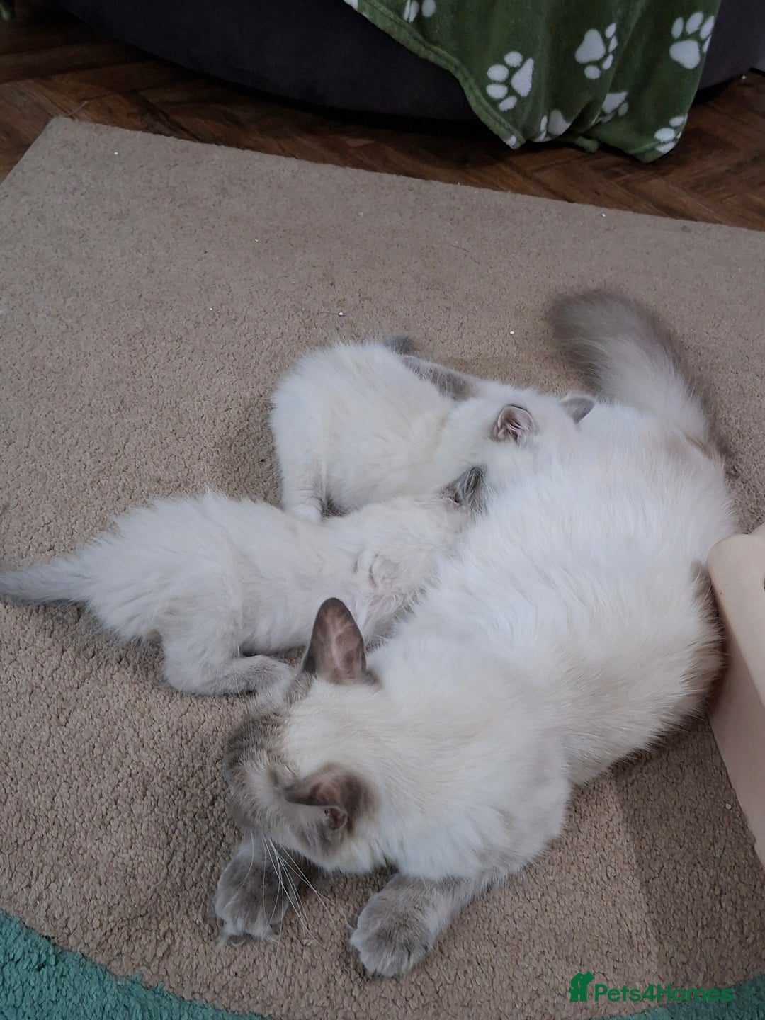 Ragdoll cats for sale: Beautiful gccf registered kittens - Image 20
