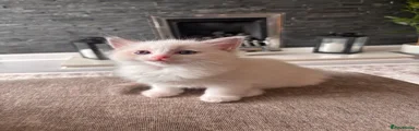 Ragdoll 1