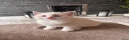 Ragdoll cats for sale: Pure Bred Ragdoll Kittens in Hartlepool - Advert 8