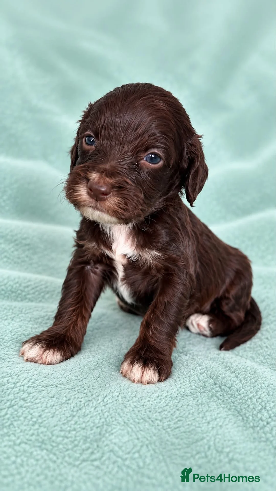 Cockapoo dogs for sale: Gorgeous tri, chocolate, tan cockapoos in Ferryhill - Advert 2