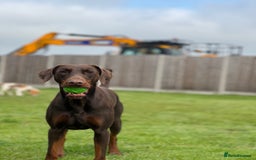 Dobermann dogs for sale: Top quality doberman  - Advert 3