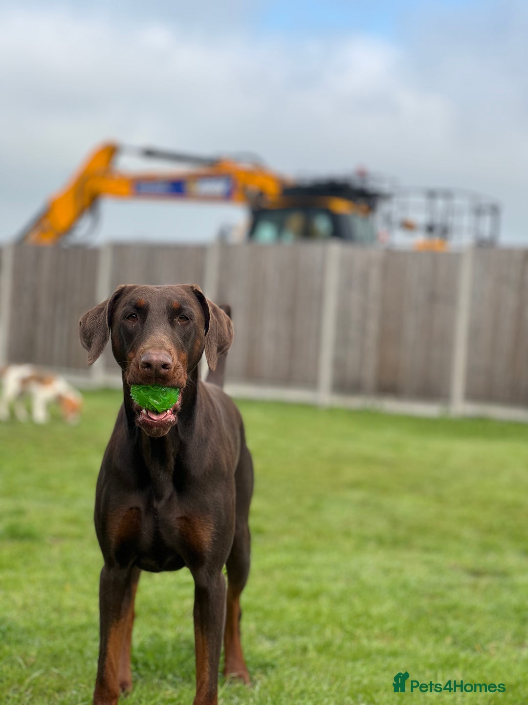 Dobermann dogs for sale: Top quality doberman  - Advert 3