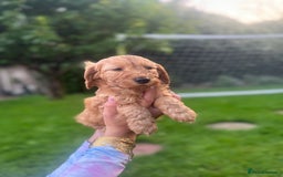Cockapoo dogs for sale: Cockapoo pups for sale  - Image 4