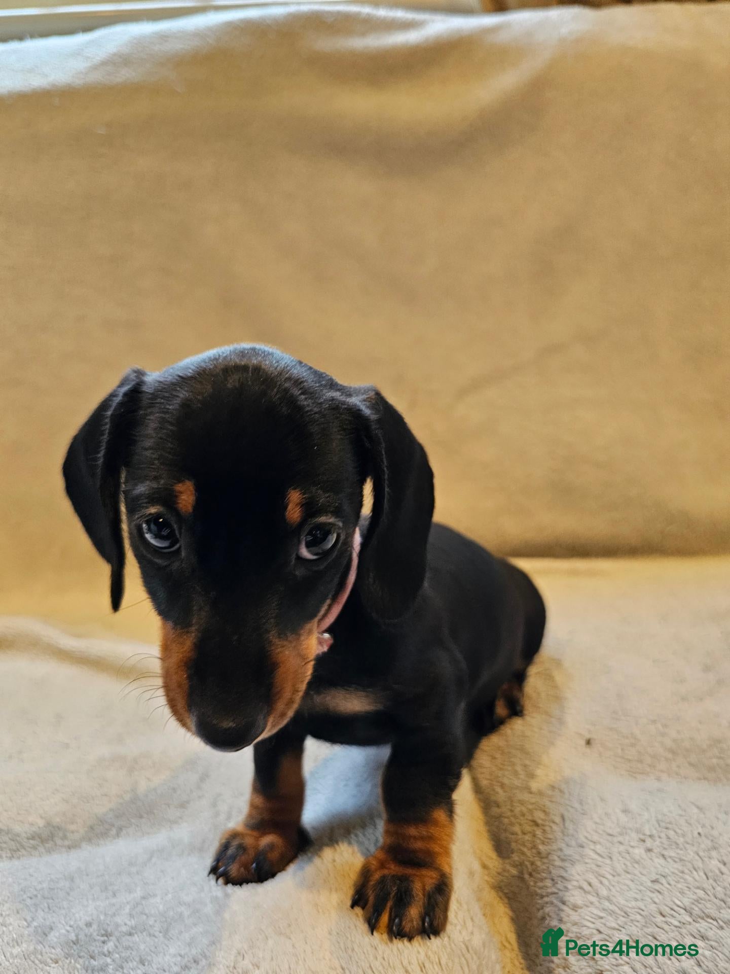 Dachshund dogs Pure Bred Dachshunds  - Advert 2