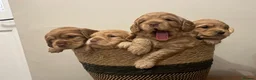 Cockapoo dogs for sale: Beautiful Apricot F1B Cockapoo Puppies  - Advert 8