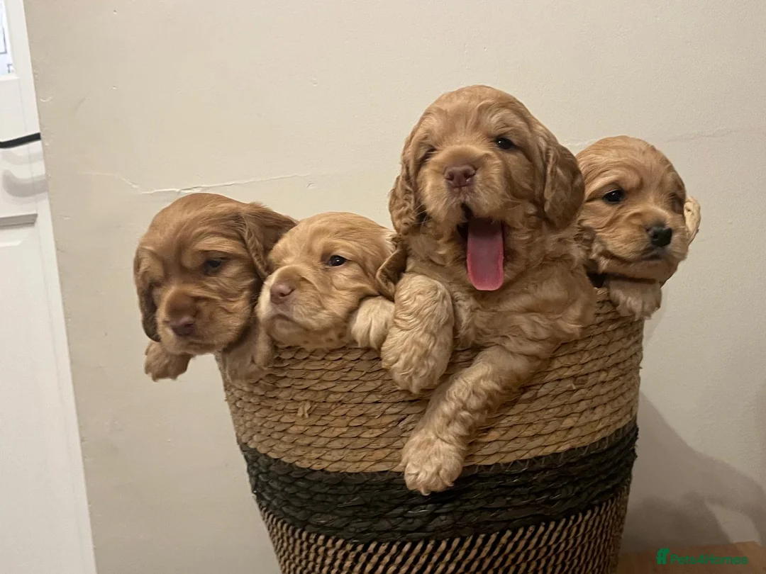 Cockapoo dogs for sale: Beautiful Apricot F1B Cockapoo Puppies  - Advert 8