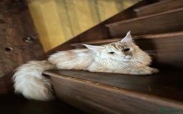 Maine Coon cats for sale: Maine Coon Pure Bred Kittens, TICA Registered - Image 7