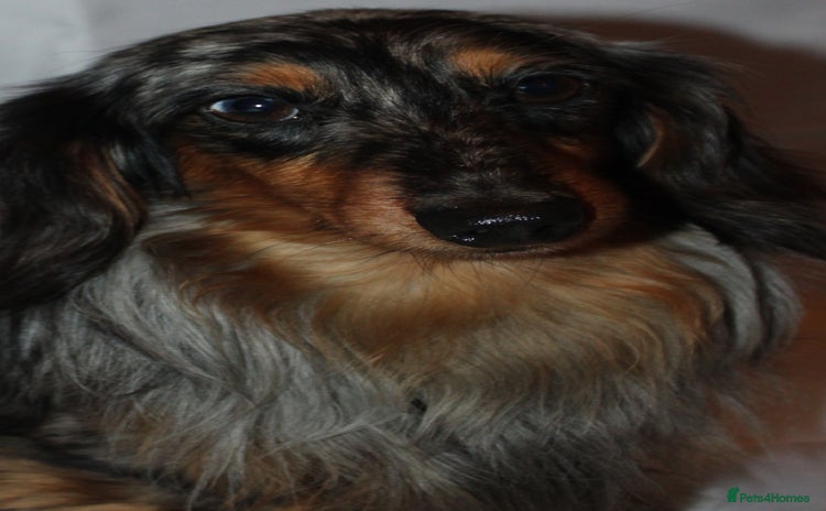 Miniature Dachshund dogs in Southampton - Advert 20