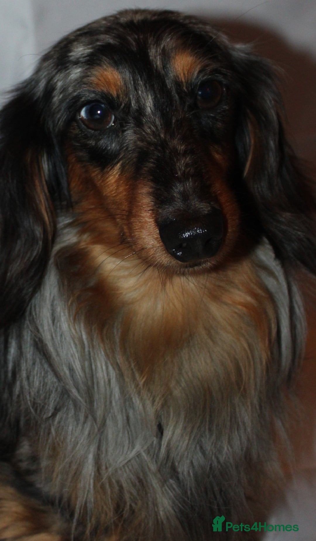 Miniature Dachshund dogs for stud: KC Reg Fully Health Tested clear Silver Dapple  in Southampton - Advert 2