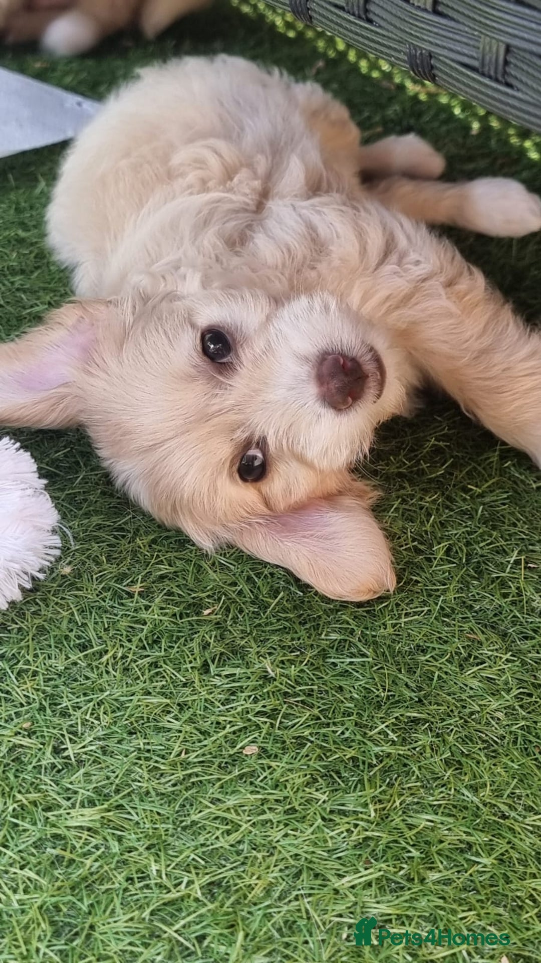 Chinese Crested dogs for sale: 5 beautiful Chinese crested puffs 3 girls 2 boys - Image 8