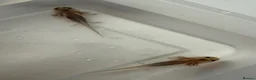Axolotl reptiles for sale: Axolotl - Advert 32