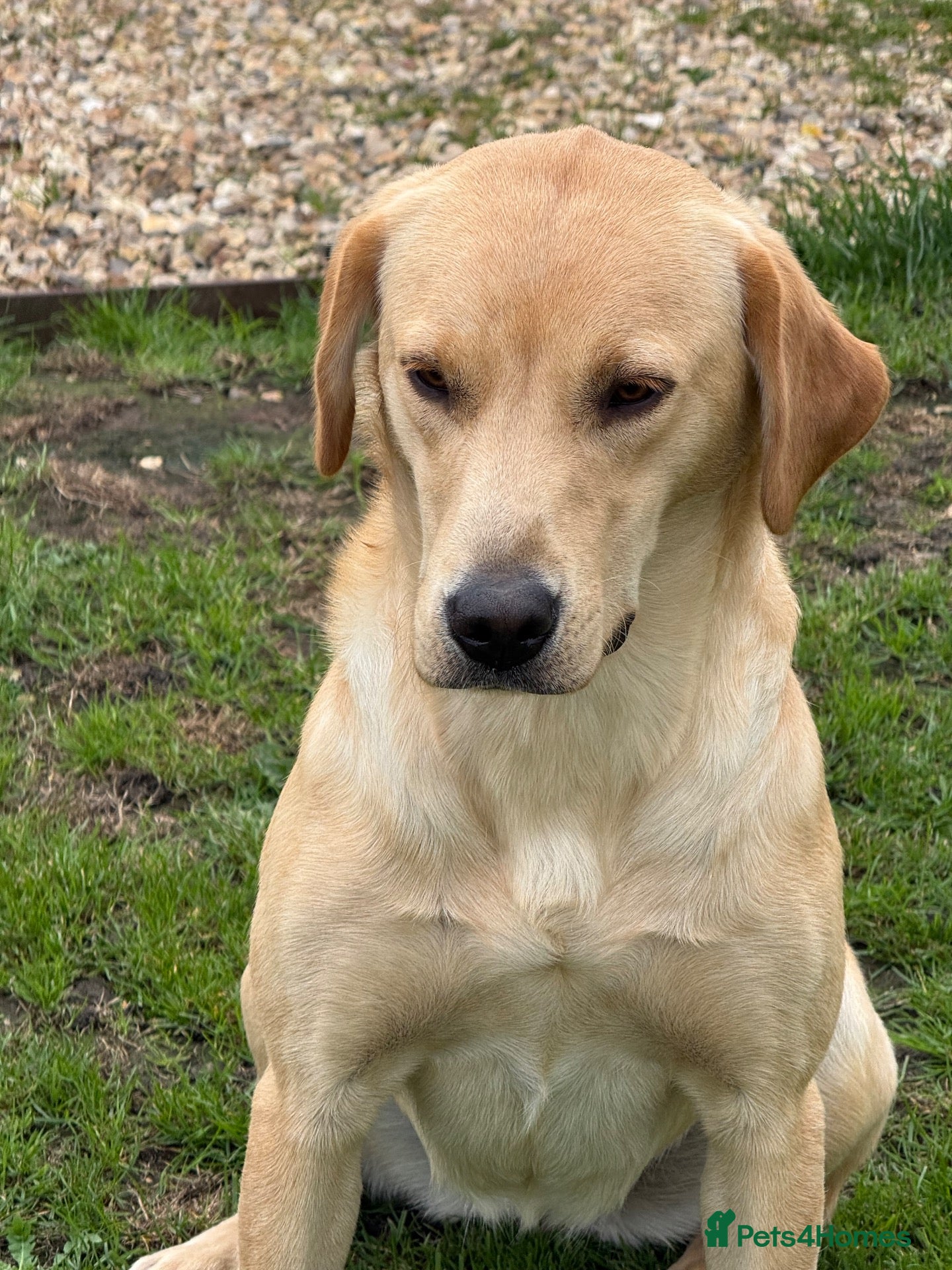 Labrador Retriever dogs Yellow lab bitch  - Advert 18