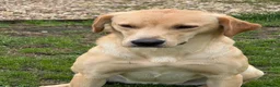 Labrador Retriever dogs for sale: Yellow lab bitch  in Craven Arms - Advert 1