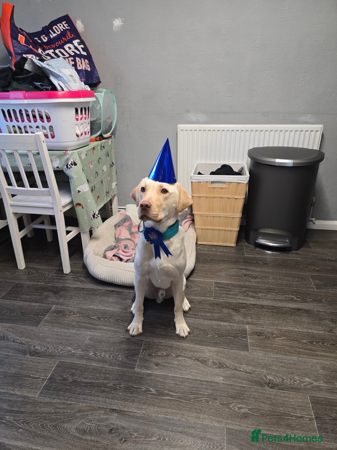 Labrador Retriever dogs for sale: Rehoming: 2 year old yellow Labrador - Image 2