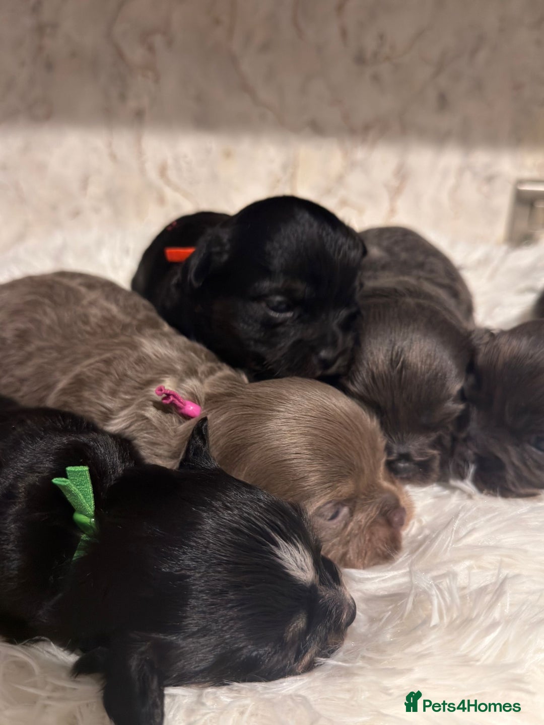 Chihuahua dogs for sale: Chihuahua pups - Advert 8