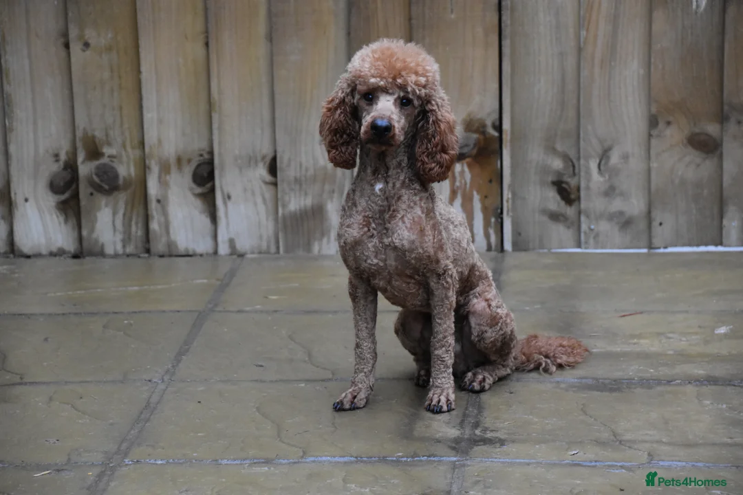 Miniature Poodle dogs for sale: 2 Years Old Miniature Poodle Male - Advert 6