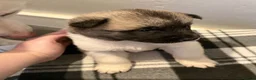 Akita dogs for sale: American Akita Puppies - Advert 22