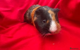 Guinea Pig rodents for sale: Mixed aged females  - Image 8